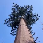屋外のための30m/Sココヤシの木のカムフラージュの細胞タワー