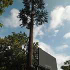 人工的なヤシの木のカムフラージュの電気通信は木のWifi移動式Monopoleバイオニックの信号そびえている