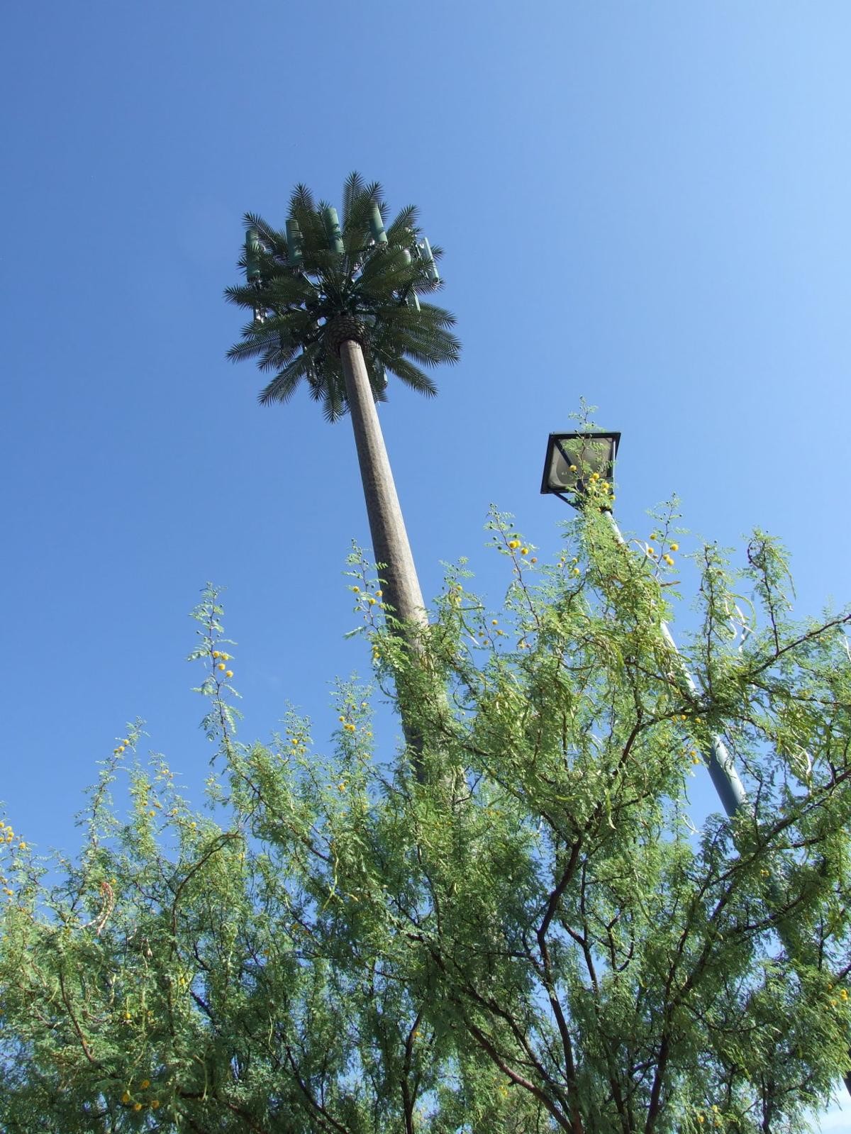 長命の50mごまかされた携帯電話タワーの木